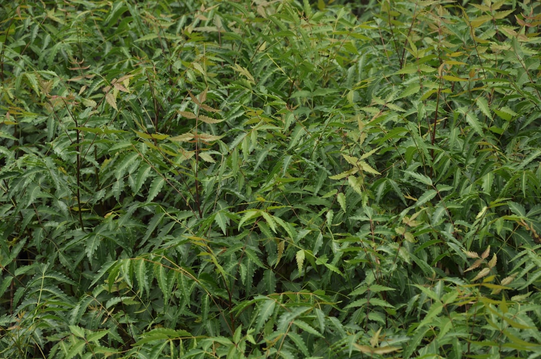 Ayurwedyjskie zioła: właściwości i zastosowanie 19 Photo Ayurvedic herbs properties